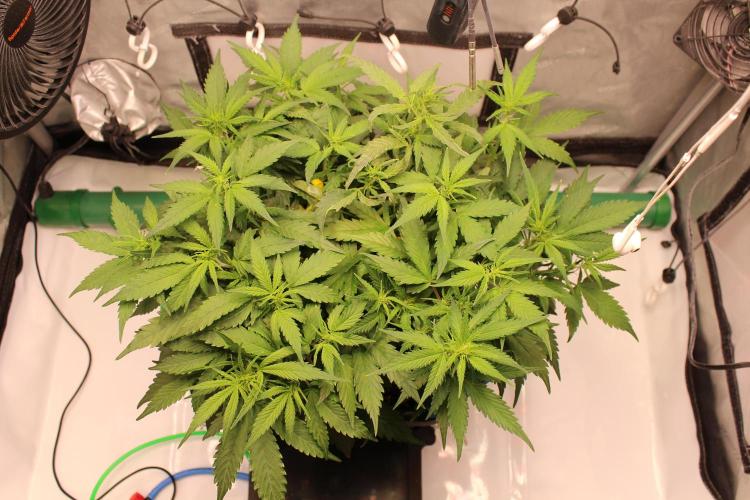 Eternity Grow Cup 2026 - Sticky 🥦. Week 6 - Day 38 for #2