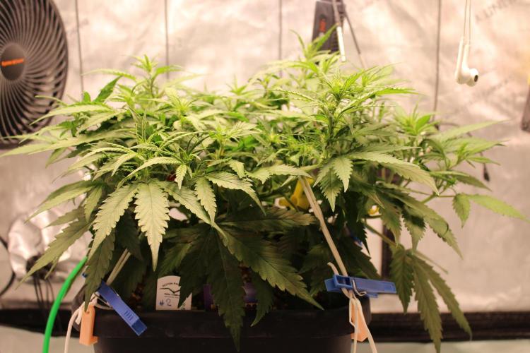 Eternity Grow Cup 2026 - Sticky 🥦. Week 6 - Day 38 for #2