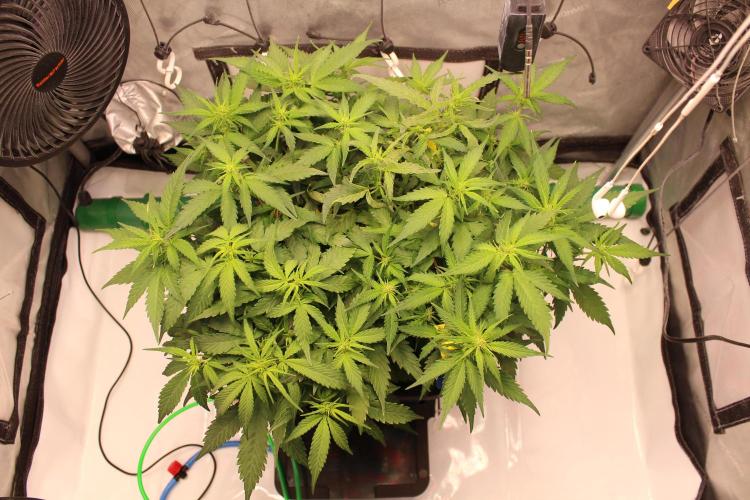 Eternity Grow Cup 2026 - Sticky 🥦. Week 6 - Day 40 for #2