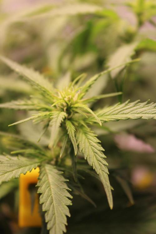 Eternity Grow Cup 2026 - Sticky 🥦. Week 6 - Day 40 for #2