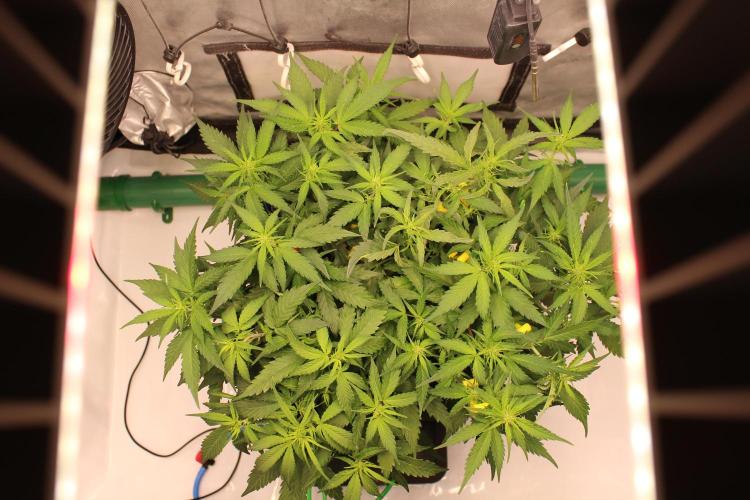 Eternity Grow Cup 2026 - Sticky 🥦. Week 6 - Day 40 for #2