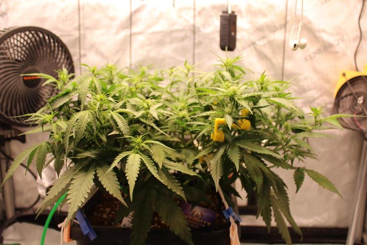 Eternity Grow Cup 2026 - Sticky 🥦. Week 6 - Day 41 for #2