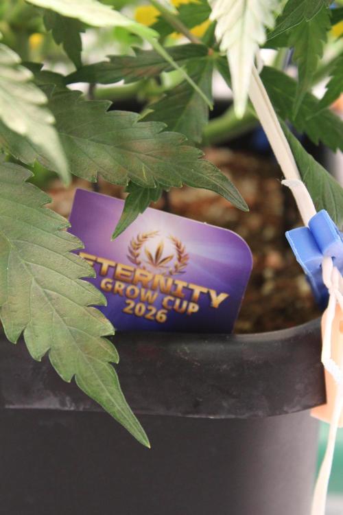 Eternity Grow Cup 2026 - Sticky 🥦. Week 6 - Day 41 for #2
