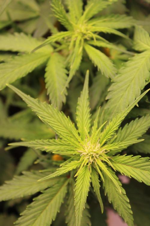 Eternity Grow Cup 2026 - Sticky 🥦. Week 6 - Day 41 for #2