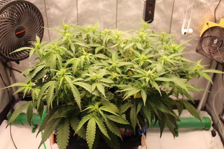 Eternity Grow Cup 2026 - Sticky 🥦. Week 6 - Day 42 for #2