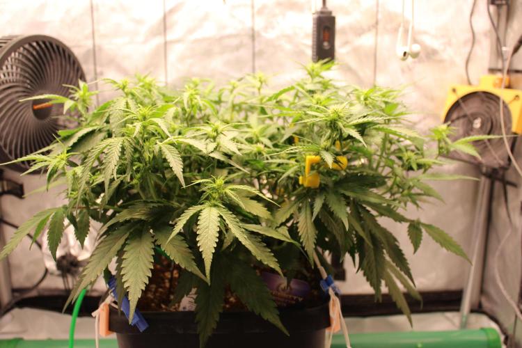 Eternity Grow Cup 2026 - Sticky 🥦. Week 6 - Day 42 for #2