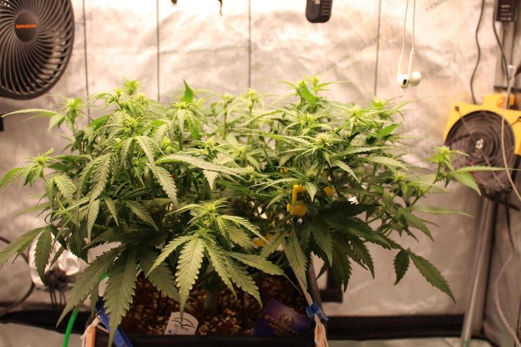 Eternity Grow Cup 2026 - Sticky 🥦. Week 7 - Day 43 for #2