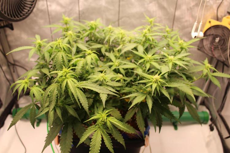 Eternity Grow Cup 2026 - Sticky 🥦. Week 7 - Day 43 for #2