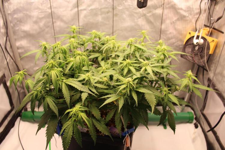 Eternity Grow Cup 2026 - Sticky 🥦. Week 7 - Day 44 for #2