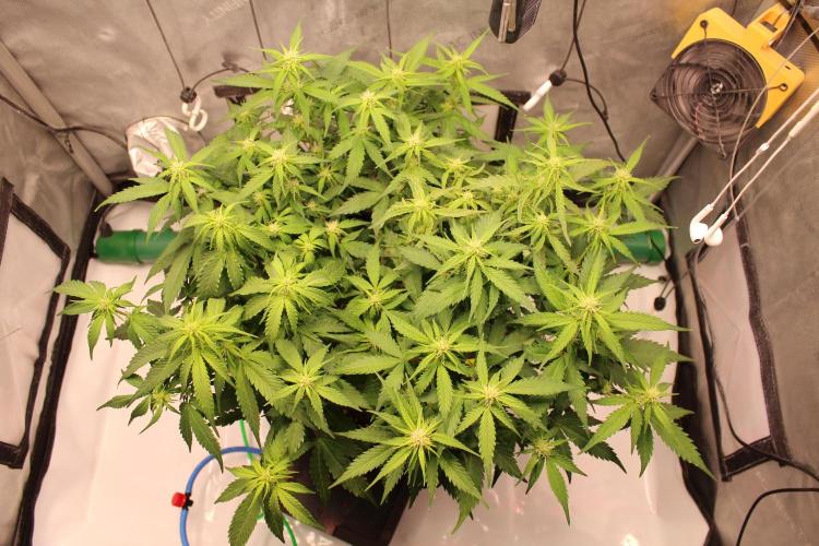 Eternity Grow Cup 2026 - Sticky 🥦. Week 7 - Day 45 for #2