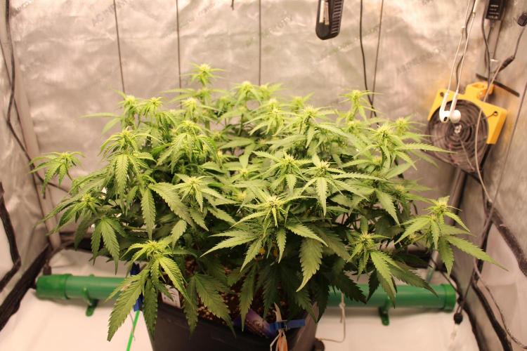 Eternity Grow Cup 2026 - Sticky 🥦. Week 7 - Day 45 for #2