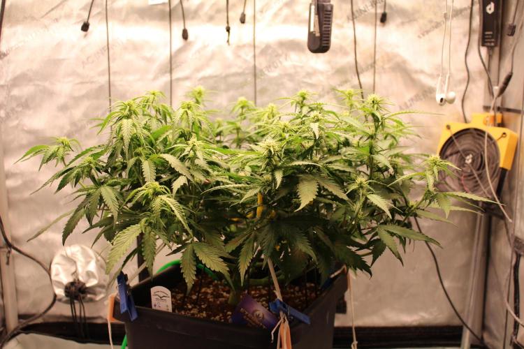 Eternity Grow Cup 2026 - Sticky 🥦. Week 7 - Day 45 for #2