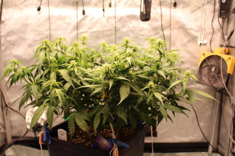 Eternity Grow Cup 2026 - Sticky 🥦. Week 7 - Day 46 for #2