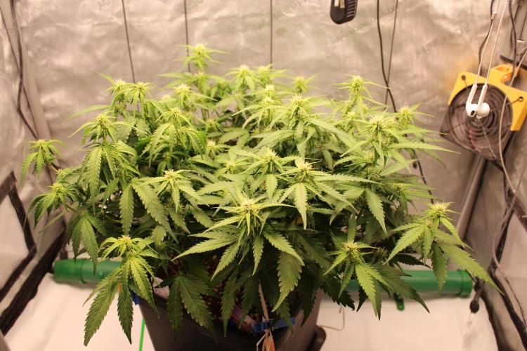 Eternity Grow Cup 2026 - Sticky 🥦. Week 7 - Day 46 for #2: before defoliation 