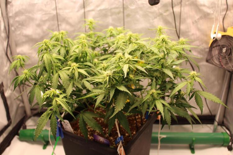 Eternity Grow Cup 2026 - Sticky 🥦. Week 7 - Day 46 for #2: after defoliation 