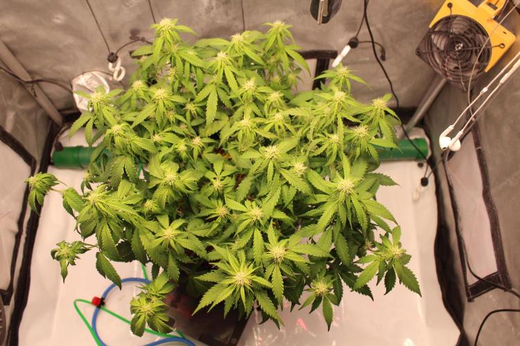 Eternity Grow Cup 2026 - Sticky 🥦. Week 7 - Day 48 for #2