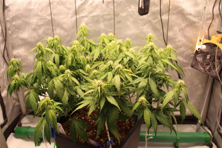Eternity Grow Cup 2026 - Sticky 🥦. Week 7 - Day 48 for #2