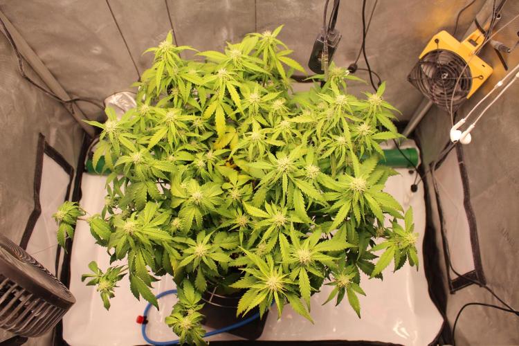 Eternity Grow Cup 2026 - Sticky 🥦. Week 8 - Day 50 for #2