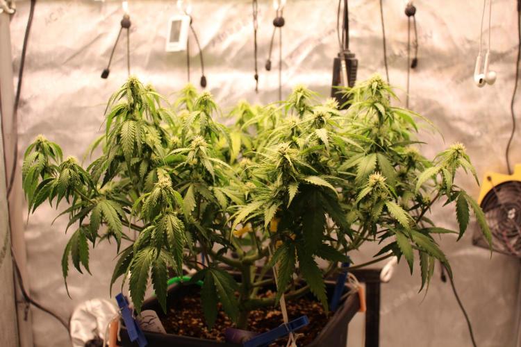 Eternity Grow Cup 2026 - Sticky 🥦. Week 8 - Day 50 for #2