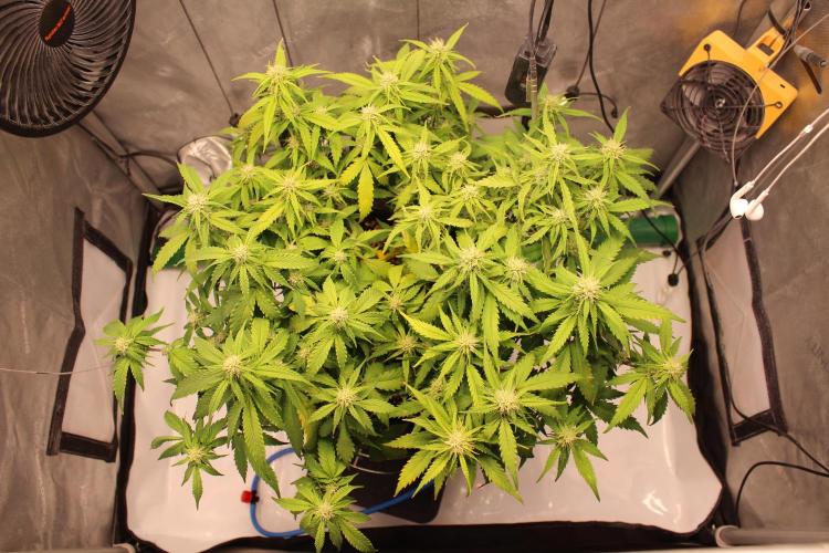 Eternity Grow Cup 2026 - Sticky 🥦. Week 8 - Day 51 for #2