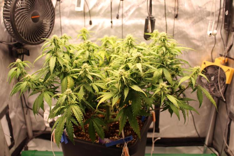 Eternity Grow Cup 2026 - Sticky 🥦. Week 8 - Day 51 for #2
