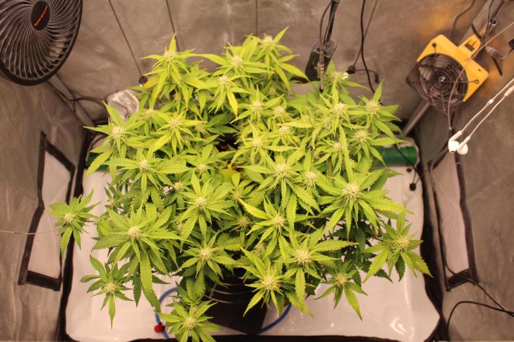 Eternity Grow Cup 2026 - Sticky 🥦. Week 8 - Day 52 for #2