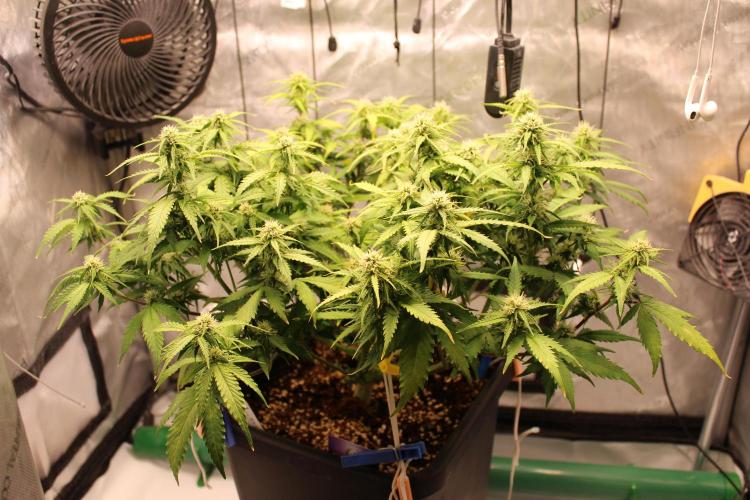 Eternity Grow Cup 2026 - Sticky 🥦. Week 8 - Day 52 for #2