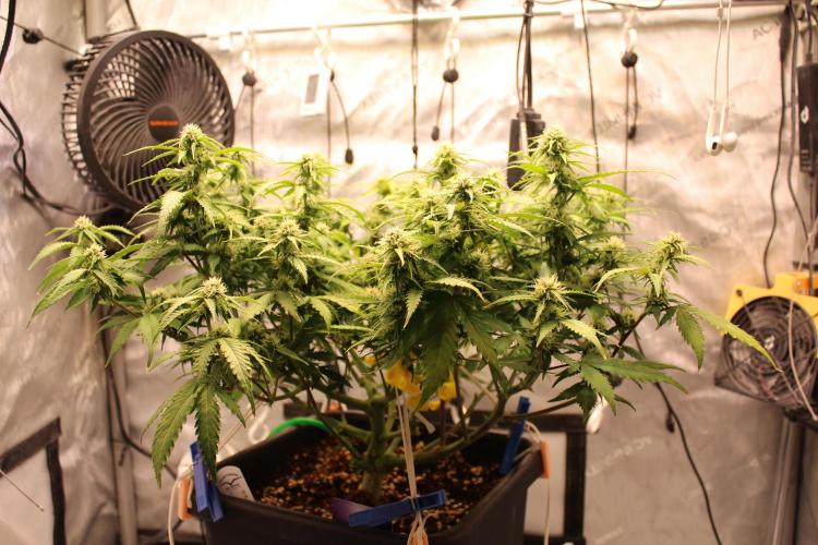 Eternity Grow Cup 2026 - Sticky 🥦. Week 8 - Day 52 for #2
