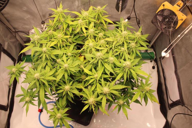 Eternity Grow Cup 2026 - Sticky 🥦. Week 8 - Day 53 for #2