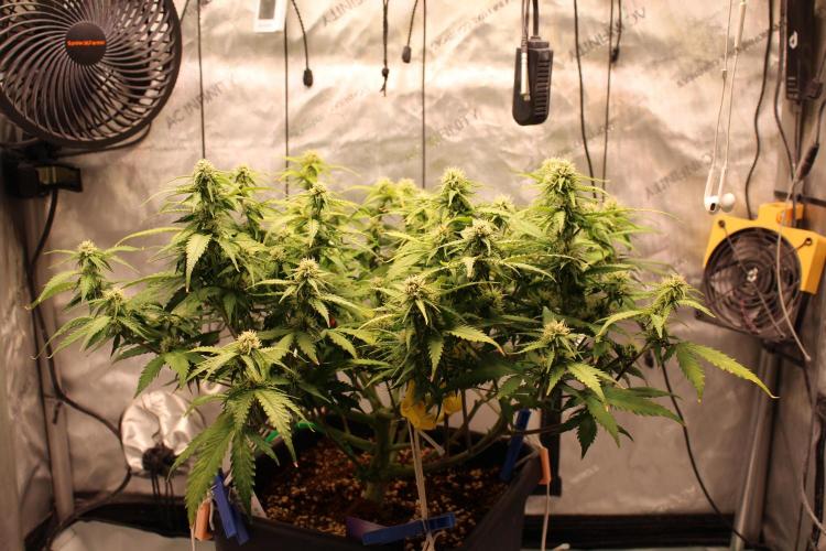 Eternity Grow Cup 2026 - Sticky 🥦. Week 8 - Day 53 for #2