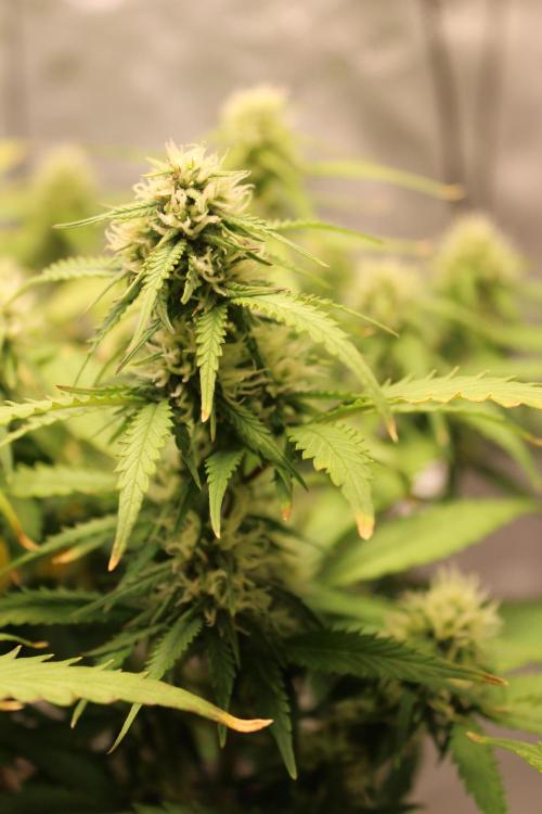 Eternity Grow Cup 2026 - Sticky 🥦. Week 8 - Day 54 for #2