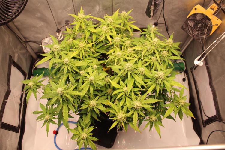 Eternity Grow Cup 2026 - Sticky 🥦. Week 8 - Day 54 for #2