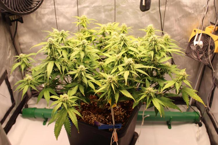 Eternity Grow Cup 2026 - Sticky 🥦. Week 8 - Day 54 for #2