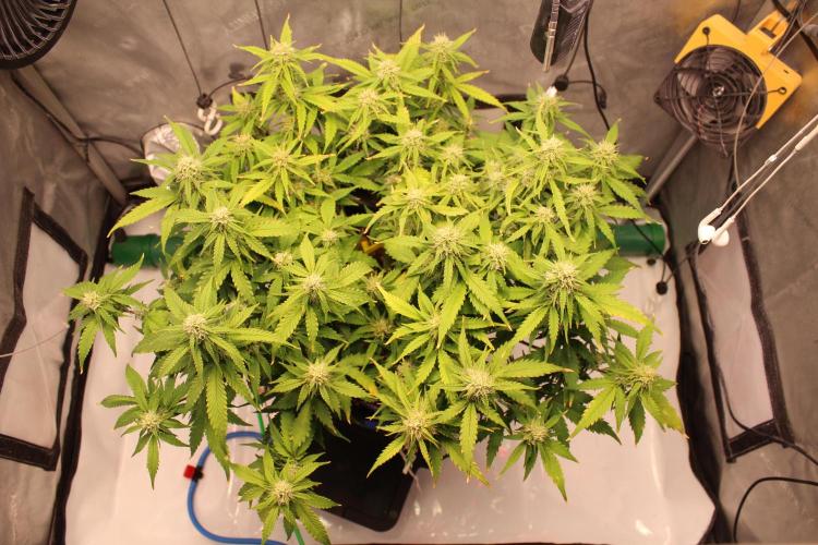 Eternity Grow Cup 2026 - Sticky 🥦. Week 8 - Day 55 for #2