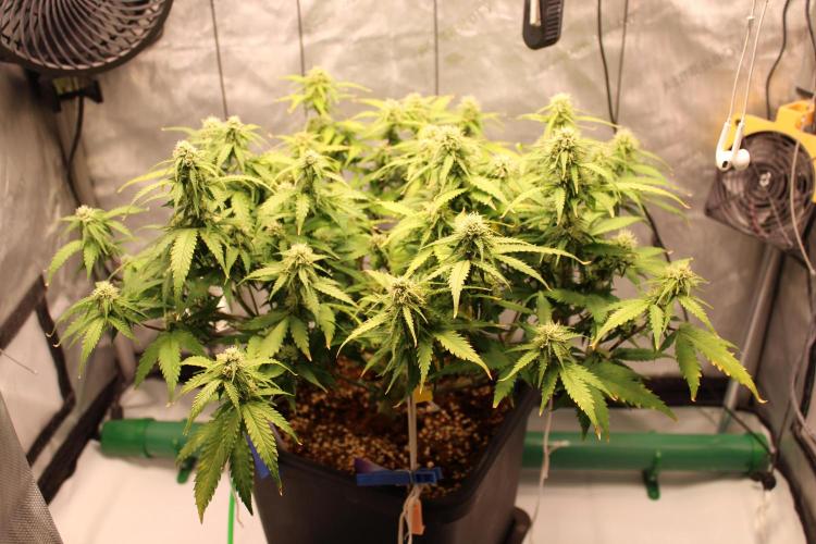 Eternity Grow Cup 2026 - Sticky 🥦. Week 8 - Day 55 for #2