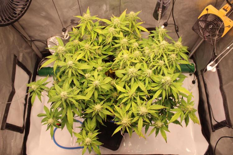 Eternity Grow Cup 2026 - Sticky 🥦. Week 8 - Day 56 for #2