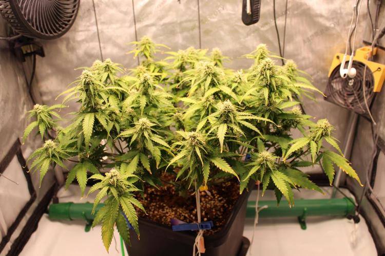 Eternity Grow Cup 2026 - Sticky 🥦. Week 8 - Day 56 for #2