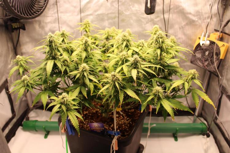 Eternity Grow Cup 2026 - Sticky 🥦. Week 9 - Day 57 for #2