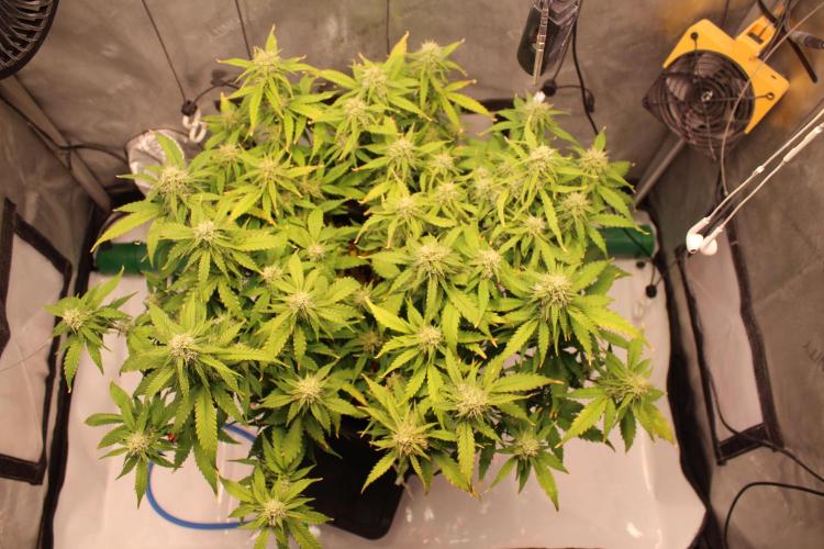 Eternity Grow Cup 2026 - Sticky 🥦. Week 9 - Day 57 for #2