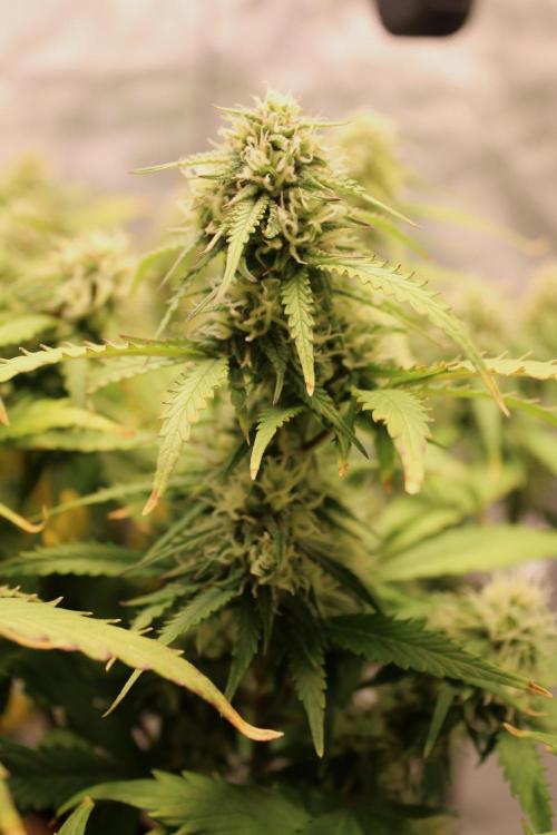 Eternity Grow Cup 2026 - Sticky 🥦. Week 9 - Day 58 for #2