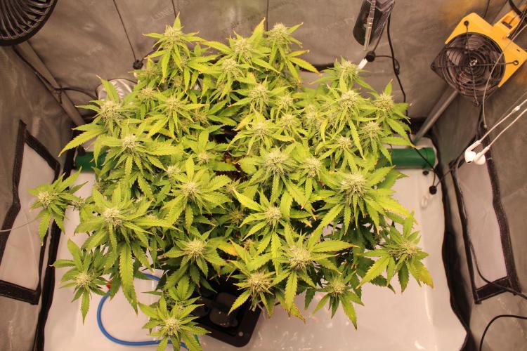 Eternity Grow Cup 2026 - Sticky 🥦. Week 9 - Day 58 for #2