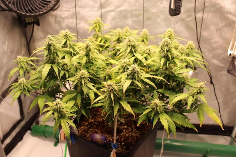 Eternity Grow Cup 2026 - Sticky 🥦. Week 9 - Day 58 for #2