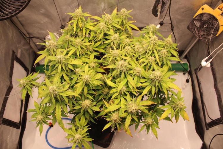 Eternity Grow Cup 2026 - Sticky 🥦. Week 9 - Day 60 for #2