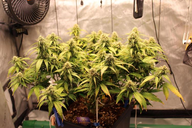 Eternity Grow Cup 2026 - Sticky 🥦. Week 9 - Day 60 for #2