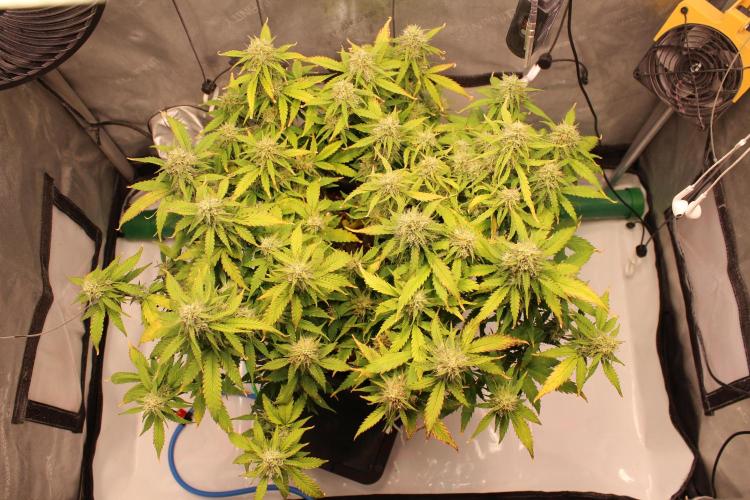 Eternity Grow Cup 2026 - Sticky 🥦. Week 9 - Day 61 for #2