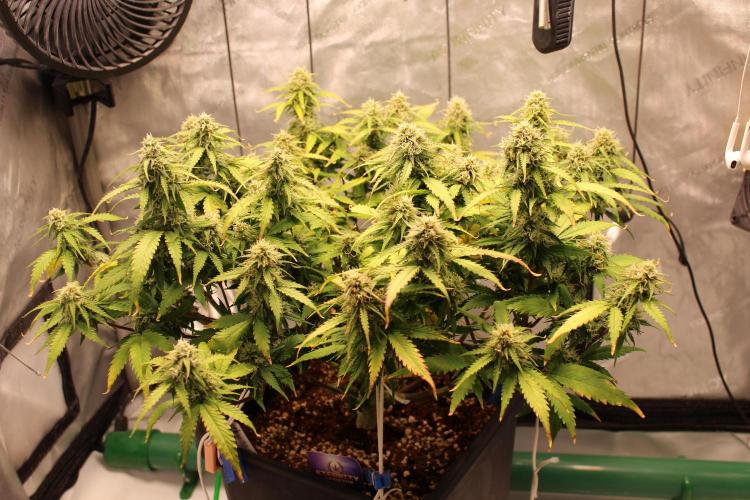Eternity Grow Cup 2026 - Sticky 🥦. Week 9 - Day 61 for #2