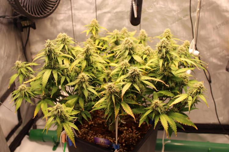 Eternity Grow Cup 2026 - Sticky 🥦. Week 9 - Day 62 for #2
