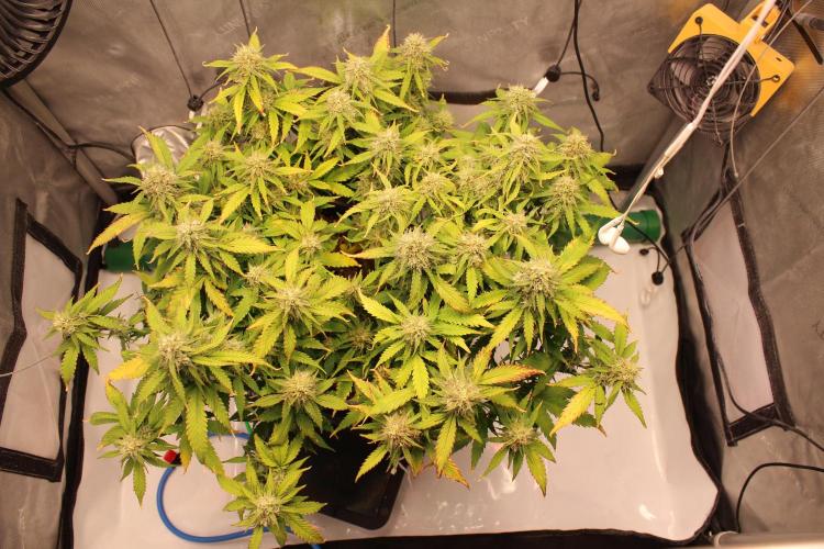 Eternity Grow Cup 2026 - Sticky 🥦. Week 9 - Day 62 for #2