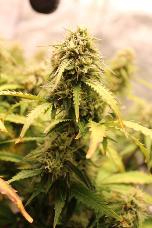 Eternity Grow Cup 2026 - Sticky 🥦. Week 9 - Day 62 for #2