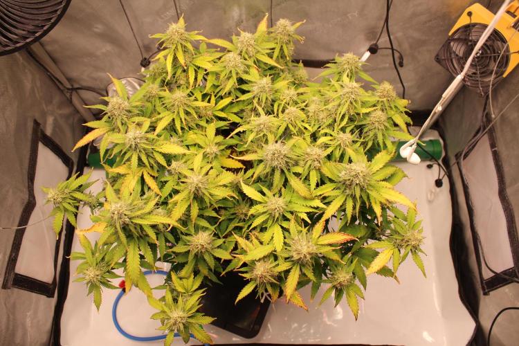 Eternity Grow Cup 2026 - Sticky 🥦. Week 9 - Day 63 for #2